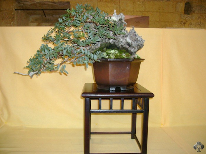 Olea bonsai