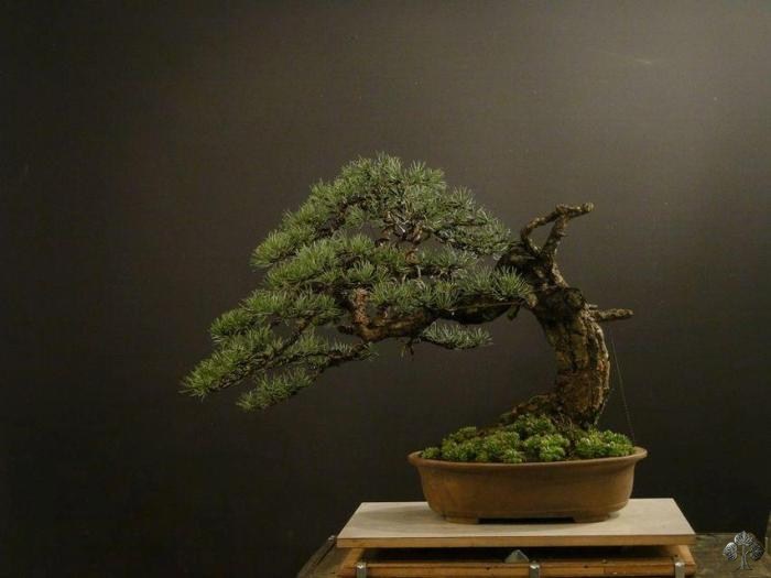 Pinus bonsai