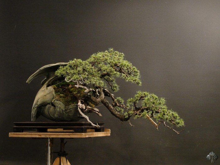 Bonsai