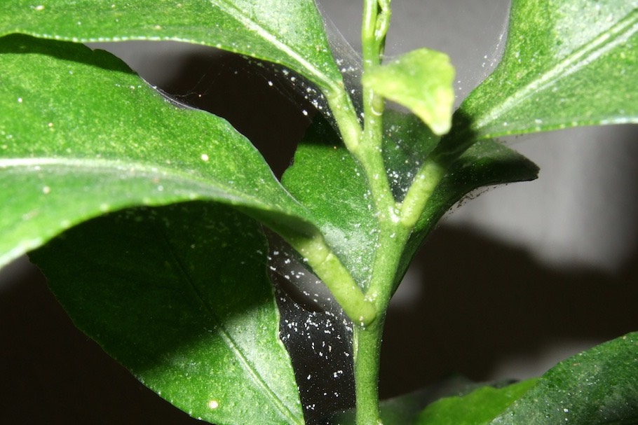 Spider mites on a Bonsai tree