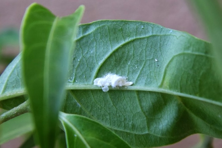 Mealy bugs on a Bonsai tree