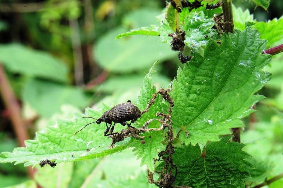 Vine weevils on a Bonsai tree