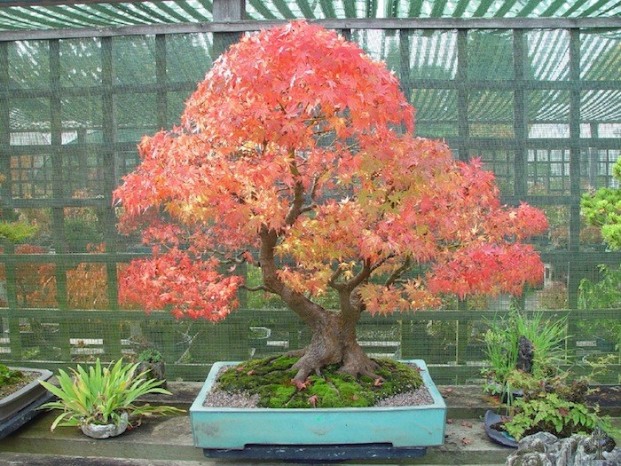 Japanese maple bonsai