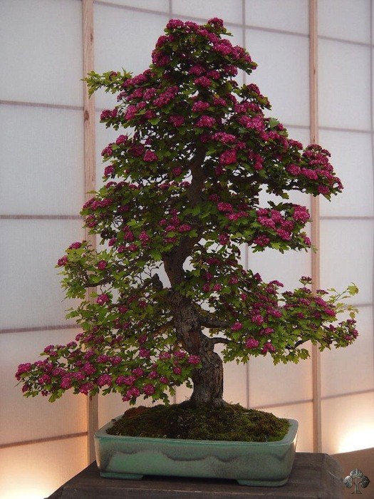 Peter Chan bonsai