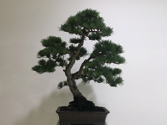 Bonsai by Peter Warren