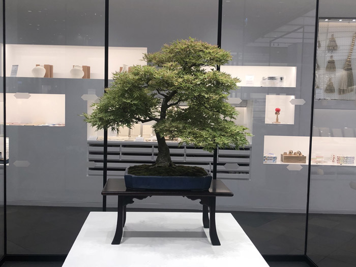 Bonsai by Peter Warren