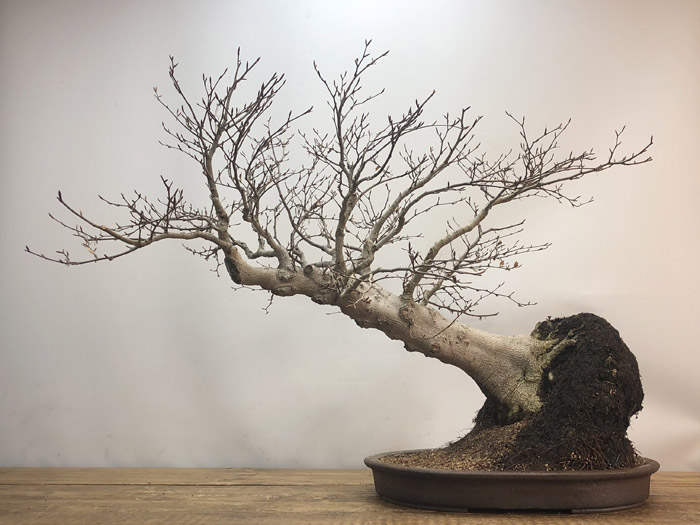 Bonsai by Peter Warren