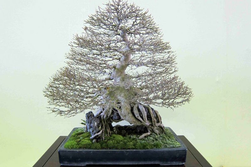 Meifuten Bonsai