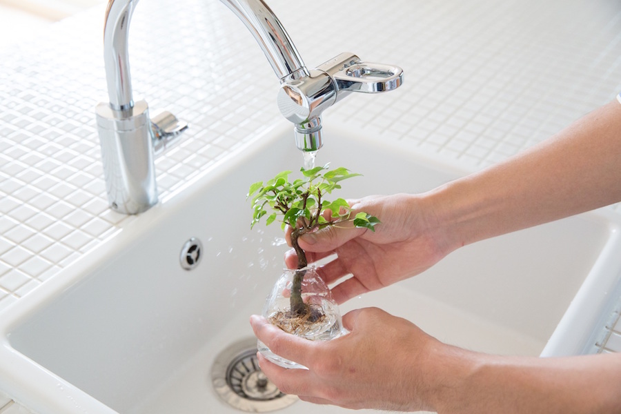 Aqua Bonsai