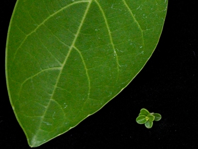 Leaf comparison