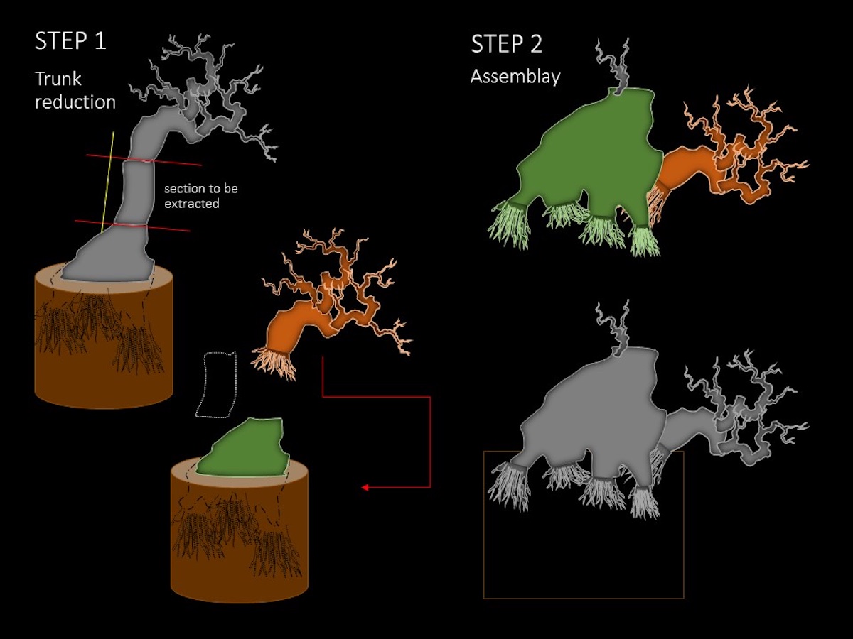 Sacred wood Bonsai