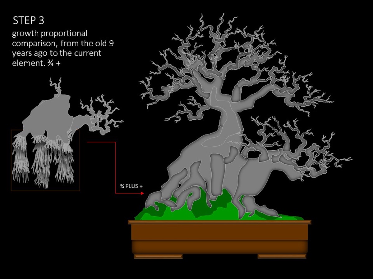 Sacred wood Bonsai