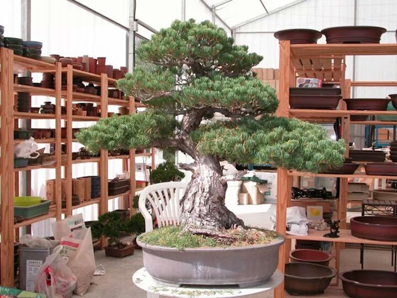 Andres Alvarez Iglesias Bonsai