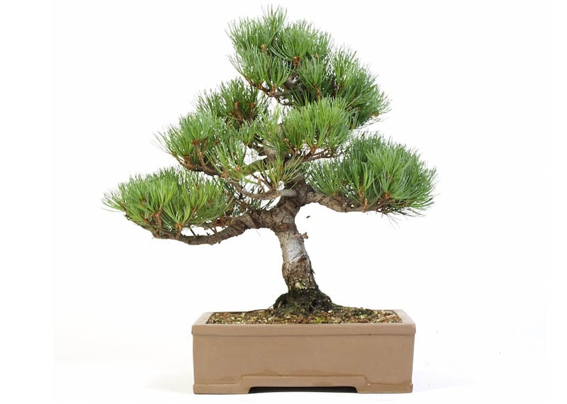 Japanese Black Pine (Pinus thunbergii 