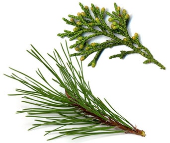 Pines and Conifers Needles or scale-like foliage