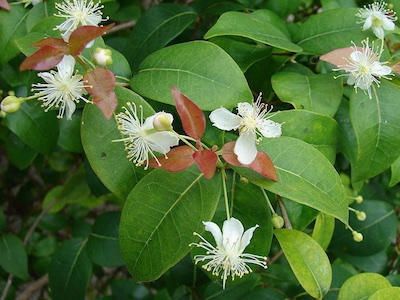 Pitanga Eugenia uniflora, Surinam cherry