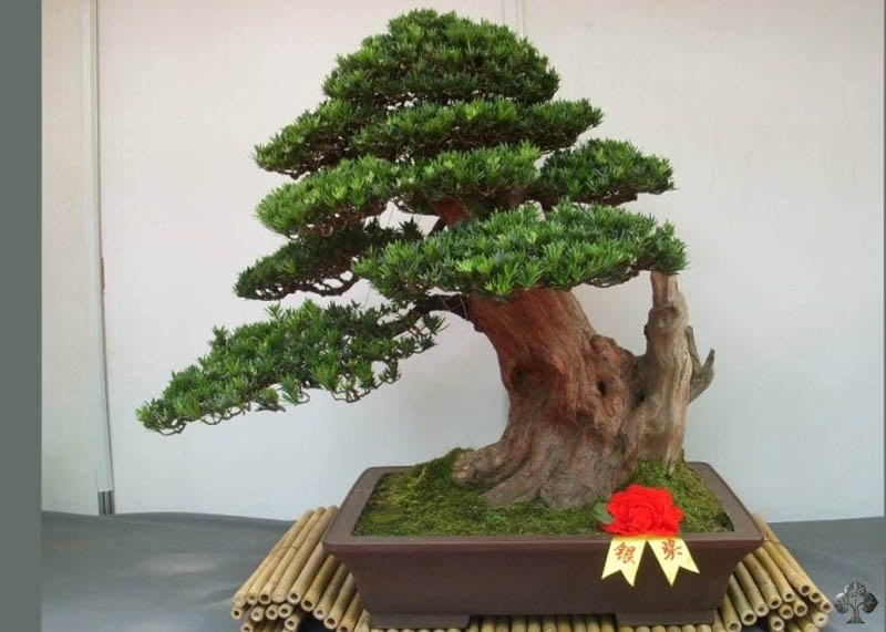 Podocarpus bonsai tree 