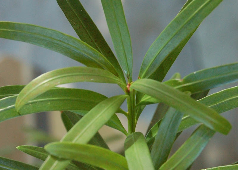 Leaves of the Podocarpus 