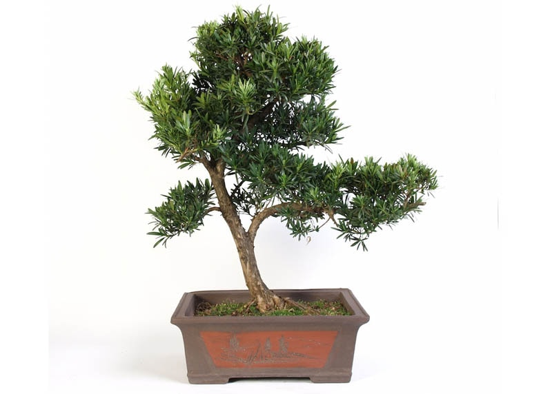 Podocarpus bonsai 