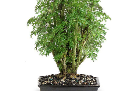 Aralia Polyscias