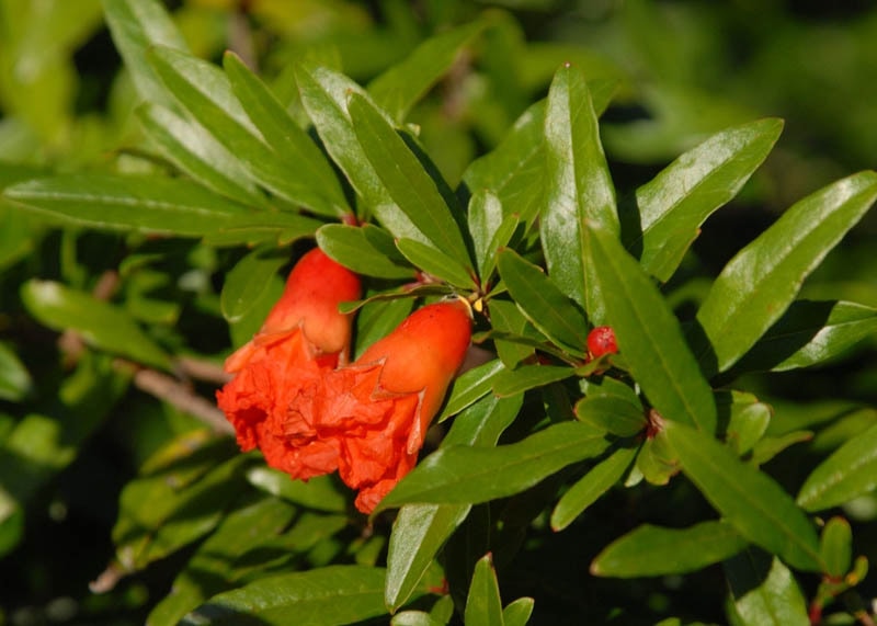 Leaves of the Pomegranate 