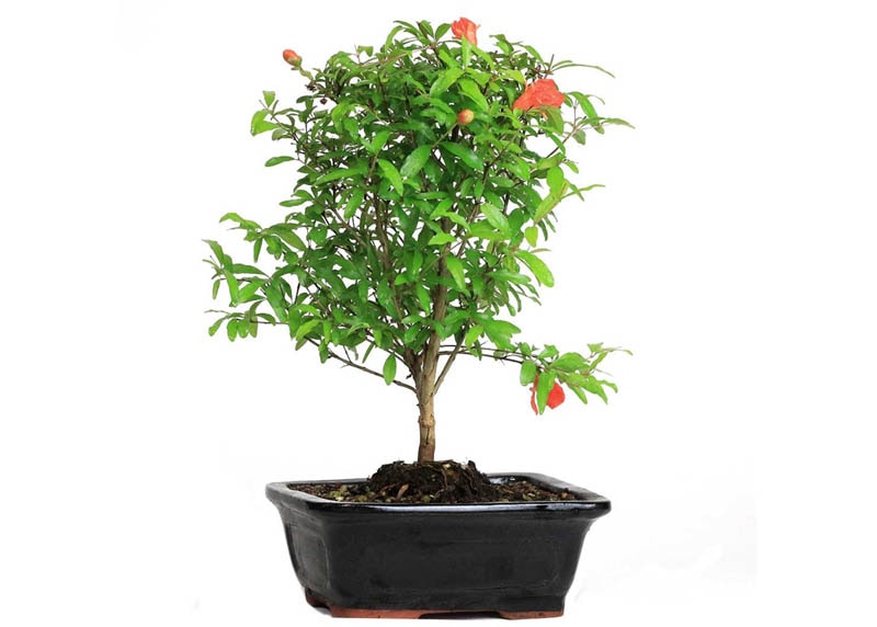 Punica Granatum bonsai 