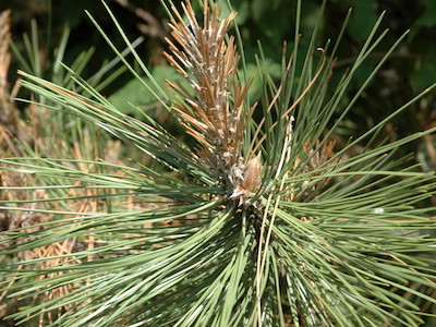 Ponderosa pine Pinus ponderosa