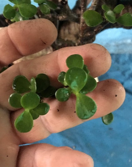 Portulacaria leaves