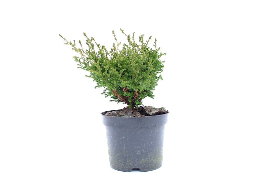 Prebonsai