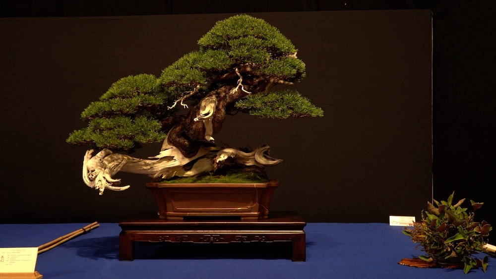 Trophy Bonsai Exhibition 2023