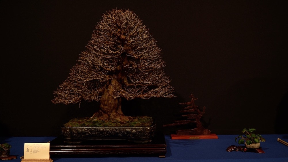 Trophy Bonsai Exhibition 2023