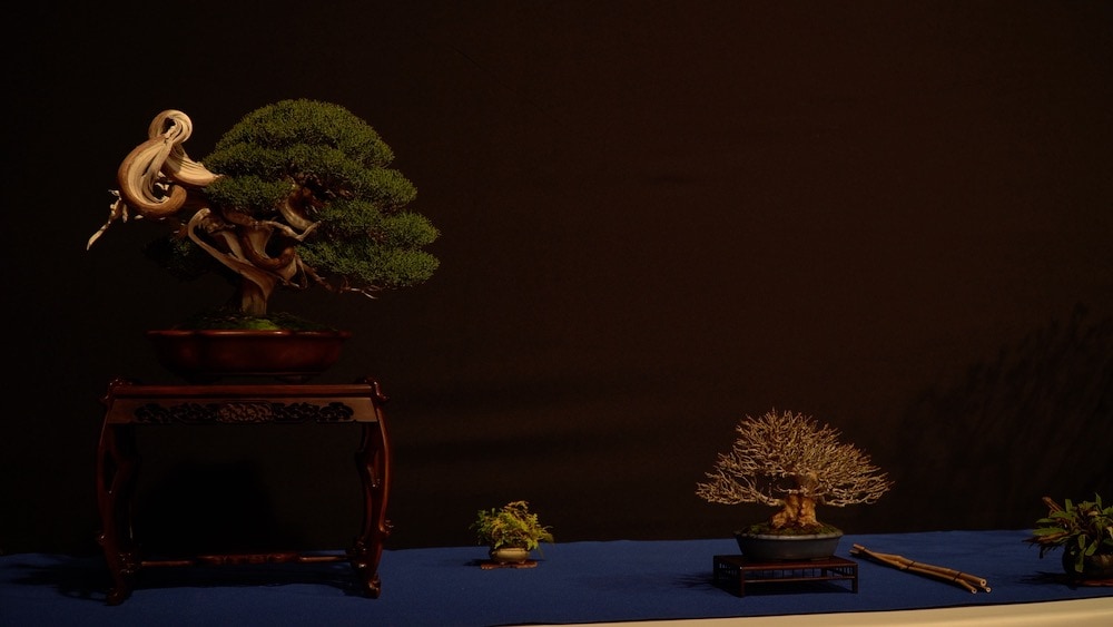 Trophy Bonsai Exhibition 2023