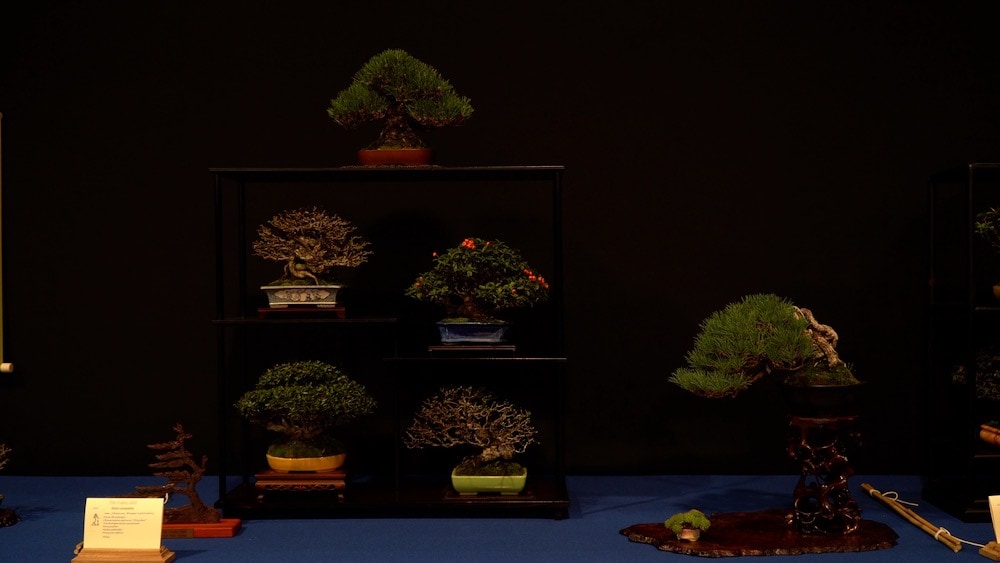 Trophy Bonsai Exhibition 2023