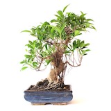 This Ficus needs to be pruned, as several long shoots have grown out of shape.