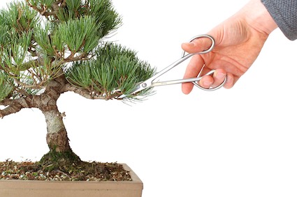 Pruning a pine (incorrect)