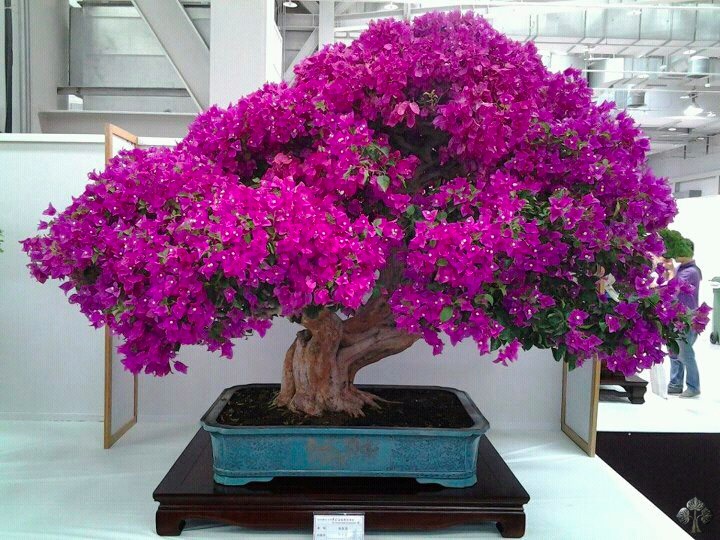 Flowering Bonsai