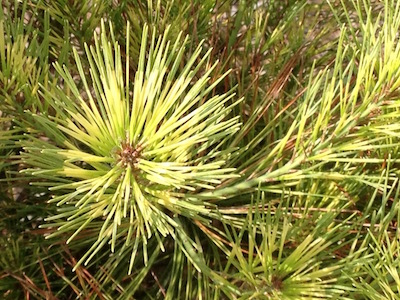 Japanese red pine Pinus densiflora