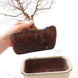 Evaluate if repotting is necessary; in this case, it is, as the roots are circling around the inside of the pot.