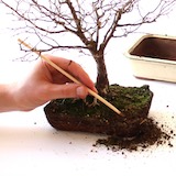 Using a chopstick, carefully remove the old soil, start on the sides and bottom of the tree. Try to avoid damaging roots in the process. When repotting pines, leave at least half the root mass untouched to protect the mycorrhizal fungus which is essential for the tree’s survival.