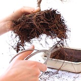 Using scissors, cut away any roots that have grown too long. Do not prune more than 30% of all roots. The root pruning is important for balancing the growth of your Bonsai.