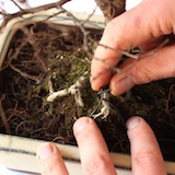 Place the tree back in its pot. Use the wires previously attached in step 9 to hold the tree in place.