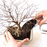 Add Bonsai soil around the tree.