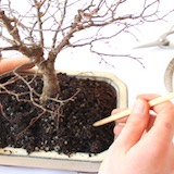 Use your chopstick to work the soil around the roots, making sure to fill all the air pockets around the roots.