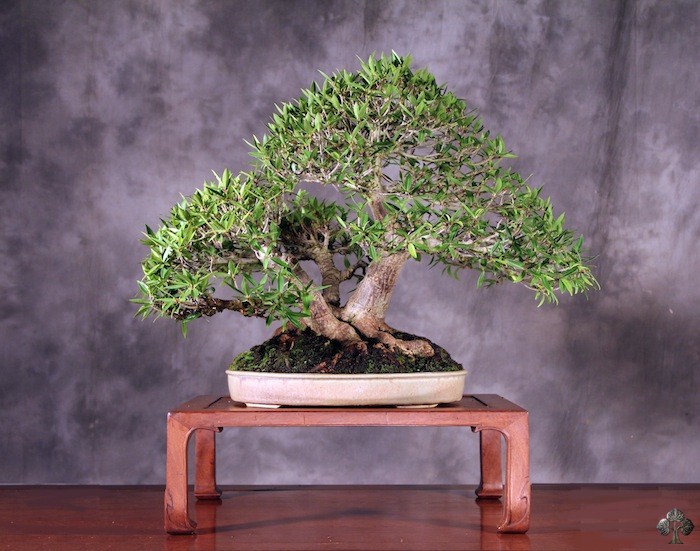 Rob Kempinski ficus