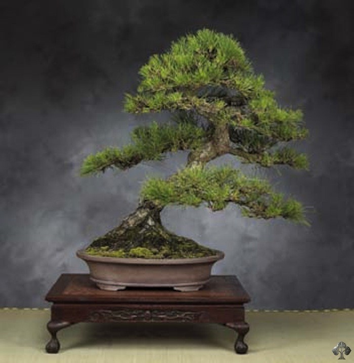 Japanese black pine bonsai