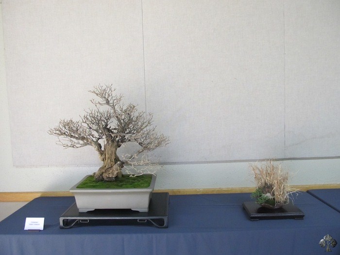 Bonsai forest by Robert Pressler