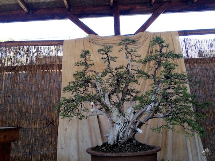 Bonsai by Robert Pressler