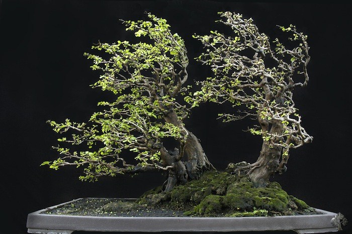 Ponamella bonsai