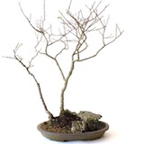 The composition with a Bonsai and rock completed.