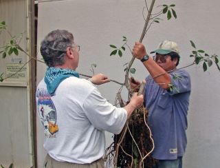 Pruning the ficus